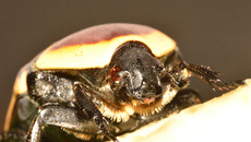 Kongo-Rosenkäfer (15).jpg